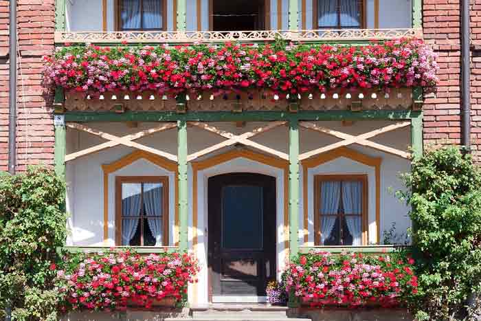 BAŠTA NA TERASI: Cveće i povrće u istoj saksiji - Napravite pravi rajski vrt na balkonu