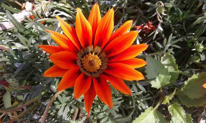 SUNČICE NA VAŠEM BALKONU: Tropski cvet koji obožava sunce i ne traži mnogo nege