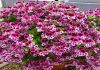 Najbolje cveće za terasu: 5 prelepih biljaka koje možete gajiti na terasi!