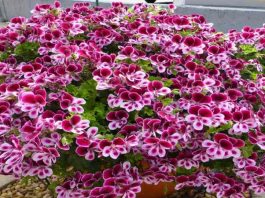Najbolje cveće za terasu: 5 prelepih biljaka koje možete gajiti na terasi!