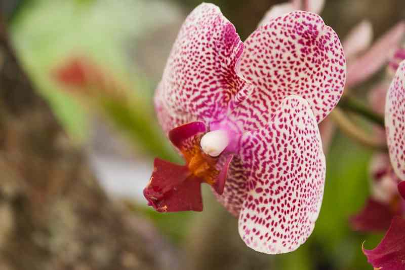 Saveti za održavanje orhideje: cvetaće i do tri puta godišnje!