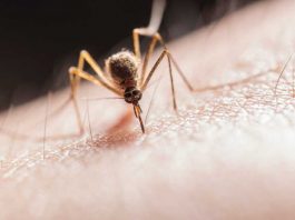 Komarci beže od ovoga ko vampiri od belog luka: Napravi prirodni preparat od ova 3 sastojka i istrebi ih zauvek