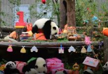 Da odlepiš od slatkoće: 18 pandi proslavilo prvi rođendan na zajedničkoj žurki (VIDEO)