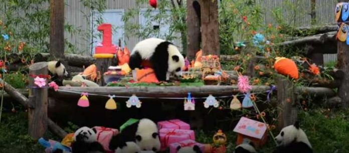Da odlepiš od slatkoće: 18 pandi proslavilo prvi rođendan na zajedničkoj žurki (VIDEO)