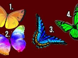 Otkrij tajne svoje duše: Izaberi leptira koji te najviše privlači, on nosi vrlo bitnu poruku za tebe