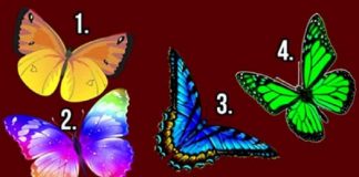 Otkrij tajne svoje duše: Izaberi leptira koji te najviše privlači, on nosi vrlo bitnu poruku za tebe