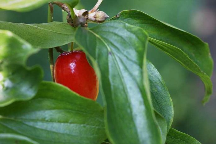 Lekovita moć zaboravljenog voća: Dren leči anemiju, probavu i pomaže kod bolesti bubrega!