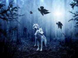 Priča o vučici